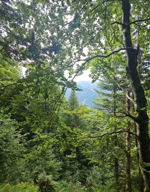 Découverte du Grand Som - Saint-Pierre-d'Entremont - 8