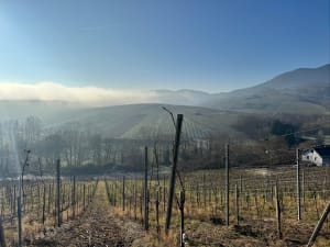 Randonnée dans le vignoble d'Itterswiller - Epfig - 10