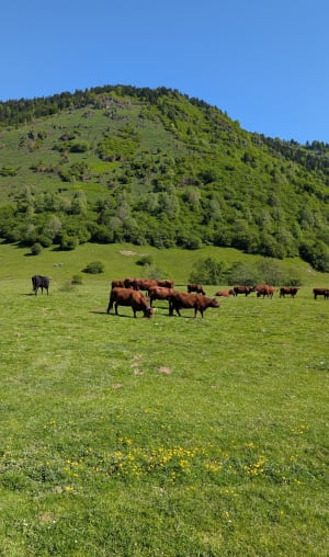 Montée au Técouere de Benou. - Bilhères - 4