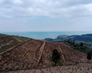 Sentier de Port-Vendres et paysages colorés et lumineux - Port-Vendres - 27