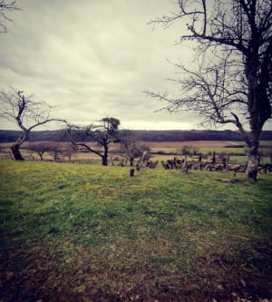 Balade bucolique dans les bois et prairies de la Rêpe - Braux-le-Châtel - 4