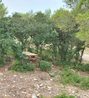 Bois de Saint-Sauveur et bain de fraîcheur - Saint-Clément de rivière - 4