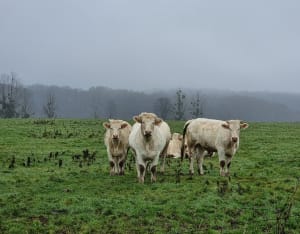 Balade à Ry, sur les traces de Madame Bovary - Ry - 14