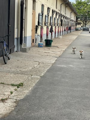 Parc de Maisons-Laffitte - Maisons-Laffitte - 7