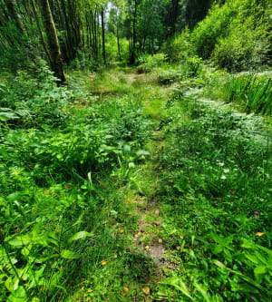 Balade en forêt d’Ecouves - La Lande-de-Goult - 4