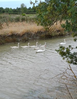 Belle randonnée à travers le Canal du Milieu depuis La Corba - La Tranche-sur-Mer - 2