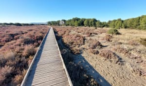 Les Aresquiers - Vic-la-Gardiole - 24