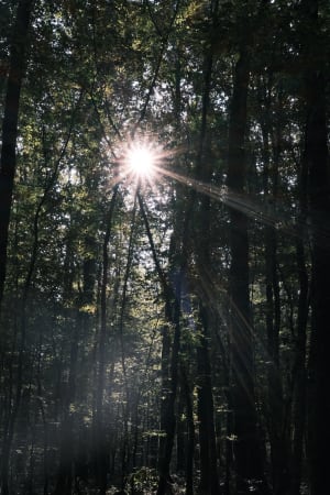 Forêt de l'Hermitain - Souvigne - 7