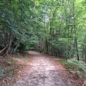 Détour par l'étang des Béroudières au milieu des bois - Flachères - 4