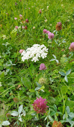Curiosités naturelles de Corrençon et vertus des plantes alpines - Louise - 4