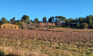 Balade à Saint Bauzille de la Sylve, boucle par Villetelle. - Saint-Bauzille-de-la-Sylve - 4