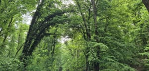 Balade dans la forêt d'Etrechy - Etréchy - 7