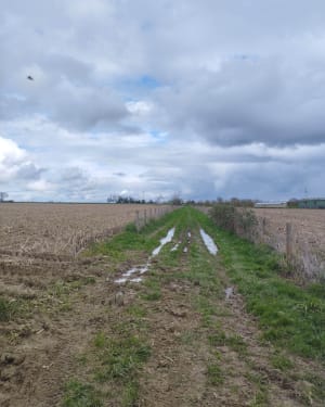 La campagne  à la Meignanne - Longuenée-en-Anjou - 3