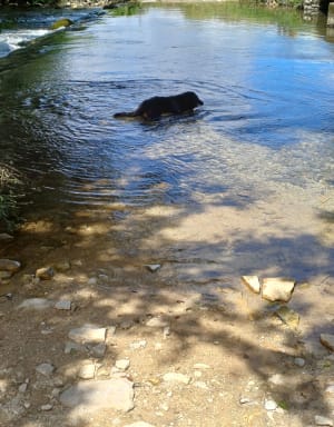 Rando nature à Aunac en longeant la Charente - Aunac-sur-Charente - 14