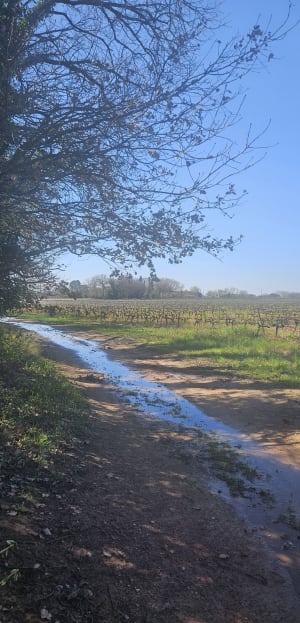 La Castille au milieu des vignes - Solliès-Ville - 4