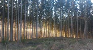 Gernelle et trip top dans des bois envoûtants - Gernelle - 8