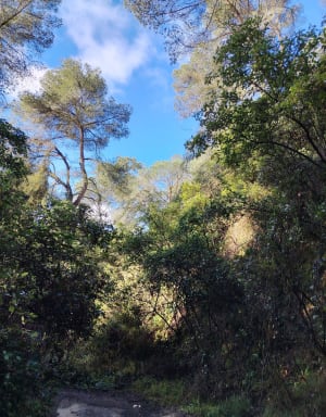 Dans les bois de Générac par le Puech du Moulin à Vent - Générac - 13