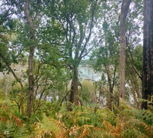 Lac de Cazaux et forêt - Jean-François - 5