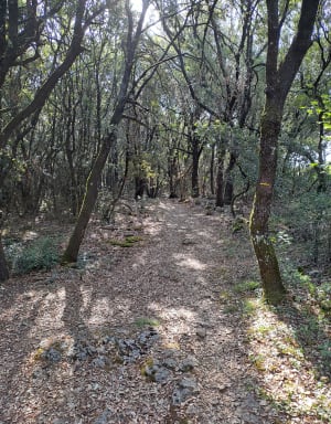Balade entre dolmens et cèdres sur les hauts de Barjac - Barjac - 2