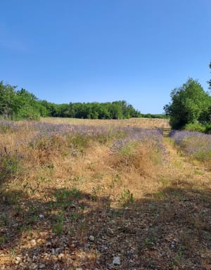 Balade entre dolmens et cèdres sur les hauts de Barjac - Barjac - 3