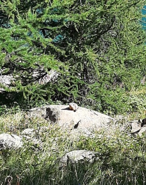 Lake Allos en niet erg schuwe dieren - Allos - 9