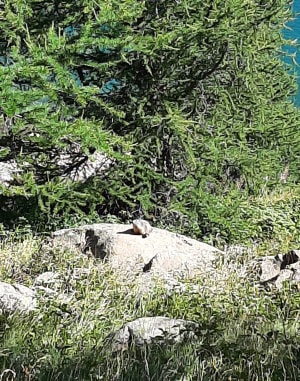 Lake Allos en niet erg schuwe dieren - Allos - 10
