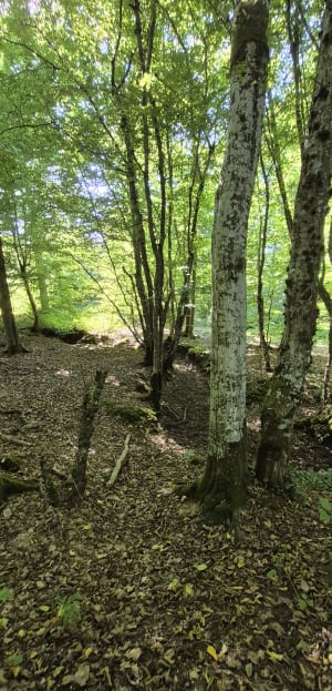 De La Rochette à Brolles - CECILE - 6