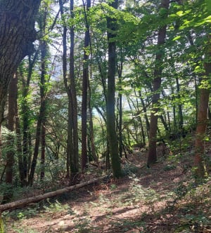 Les Croix du Chuguet, du Crêt et parc animalier. - Sevrier - 18