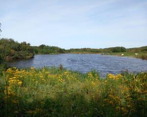 Découverte des marais et de la baie de la canche - Camiers - 35