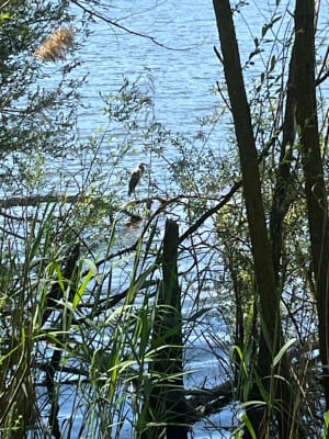 Tour du lac de Virlay - Saint-Amand-Montrond - 5