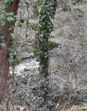 Gorge de Bilhard depuis Monistrol - Monistrol-sur-Loire - 10