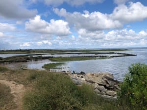 Sentier du littoral, oiseaux et marais du Bassin d'Arcachon - Martine - 2