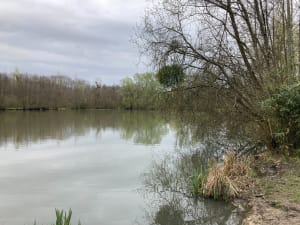 Forêt de Brou sur Chantereine - Brou-sur-Chantereine - 3