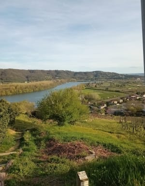 Lône du Rhône et vignoble - Condrieu - 12