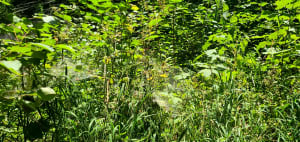 De Misérieux à Ars via le bois de Cibeins - Misérieux - 9