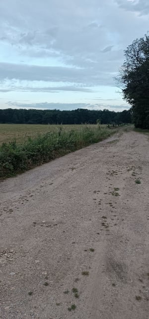 Boucle dans la forêt de Giroussens, par la Bonde - Giroussens - 7
