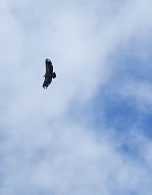 Funambulisme autour du col d'Allos et rencontre avec la faune - La Foux d'Allos - 4