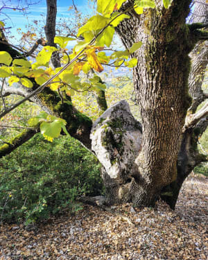 Belvédère de Plein Voir - Moustiers-Sainte-Marie - 84