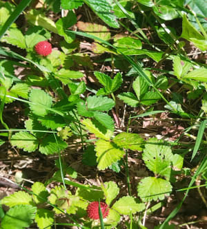 Gezondheidswandeling in Vallon du Salut - Bagnères-de-Bigorre - 11