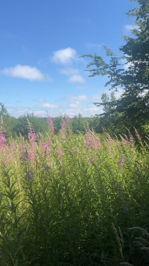 Forêt domaniale de Tournehem - Tournehem-sur-la-Hem - 8