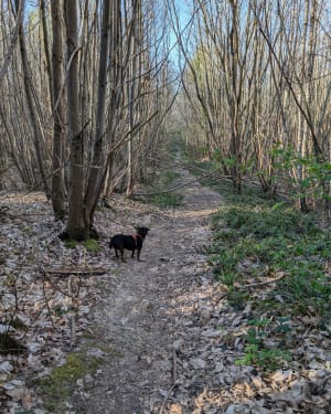 Promenade forêt de l'Hautil au dessus de Vaux sur seine - Vaux sur Seine - 2