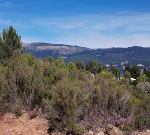 Gambader dans la forêt de Peygros et éveiller ses sens - Auribeau-sur-Siagne - 5