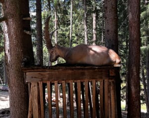 Wandeling in Merlet Park - Les Houches - 7