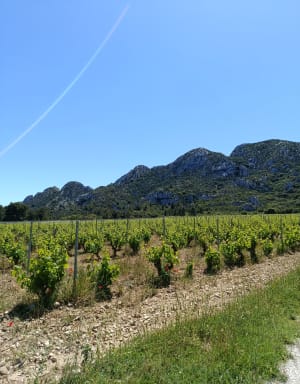 De l'envol aux vignes. - Saint-Rémy-de-Provence - 6