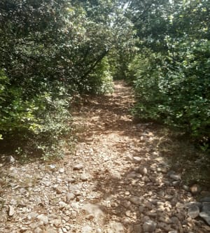 Sentier du bois de la ville "tour Gisclé " - Saint-Ambroix - 5