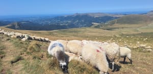 Puy de Sancy par le Grand Capucin et les cascades - Mont-Dore - 14