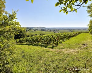 Saint Hippolyte et secrets de vignerons - Saint-Hippolyte - 3