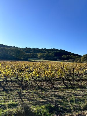 Dans les hauteurs de Cadenet - Cadenet - 8