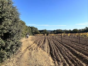 Dans les hauteurs de Cadenet - Cadenet - 9