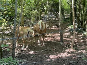 Belle balade autour de Flavigny - Flavigny-sur-Ozerain - 16